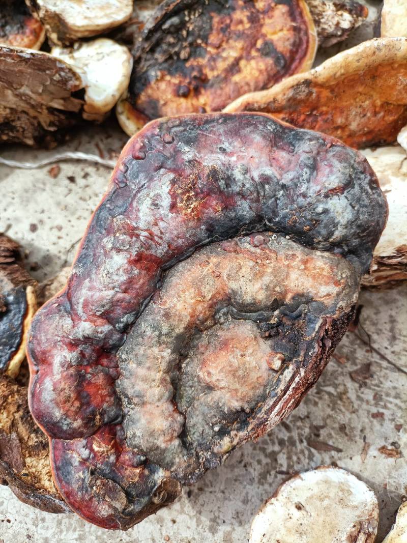 松树舌，松树灵芝生长在松树上产地直发一手货源欢迎选购