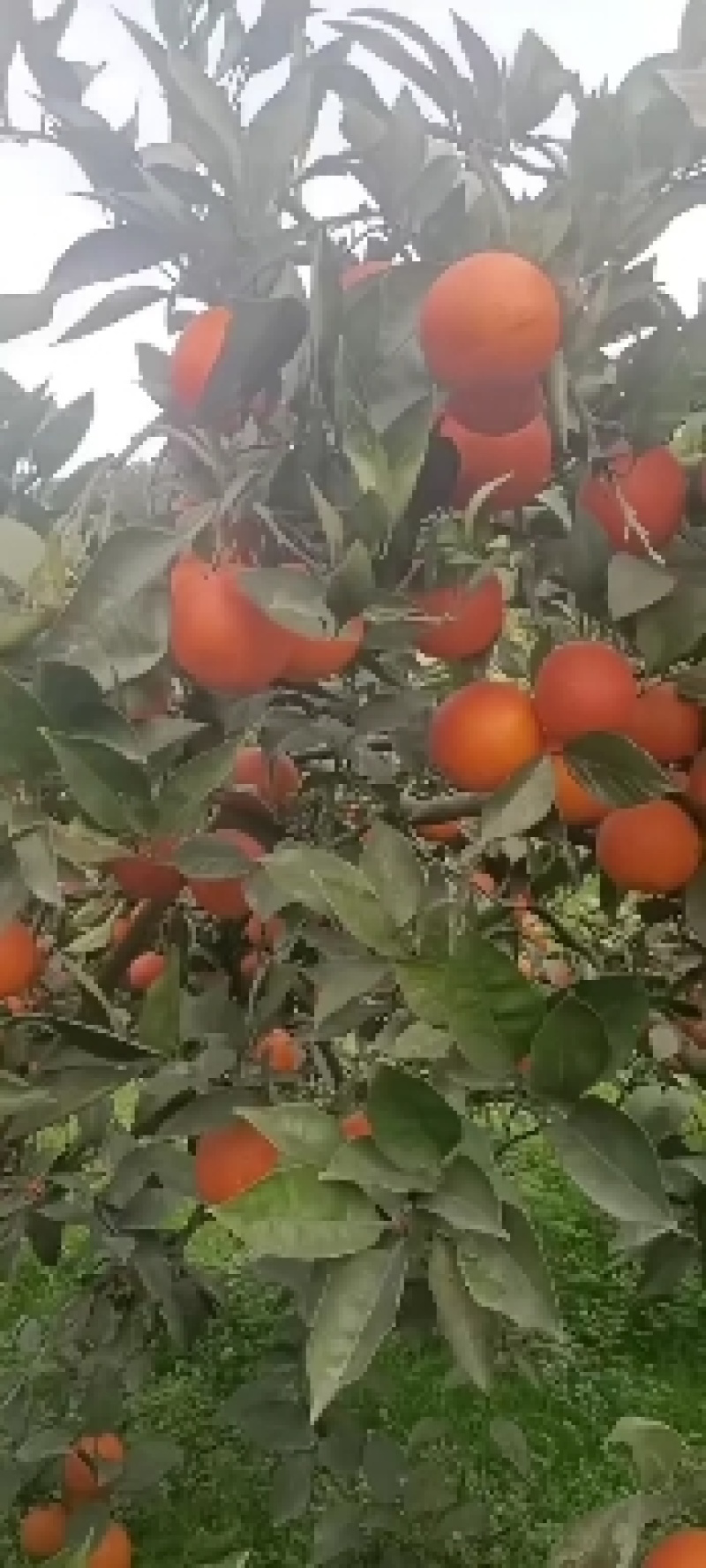 资中塔罗科血橙