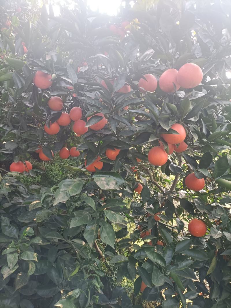 资中塔罗科血橙