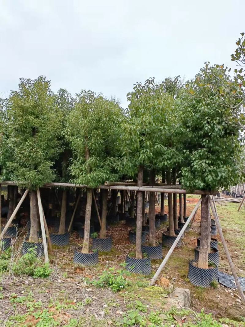 香樟12～20