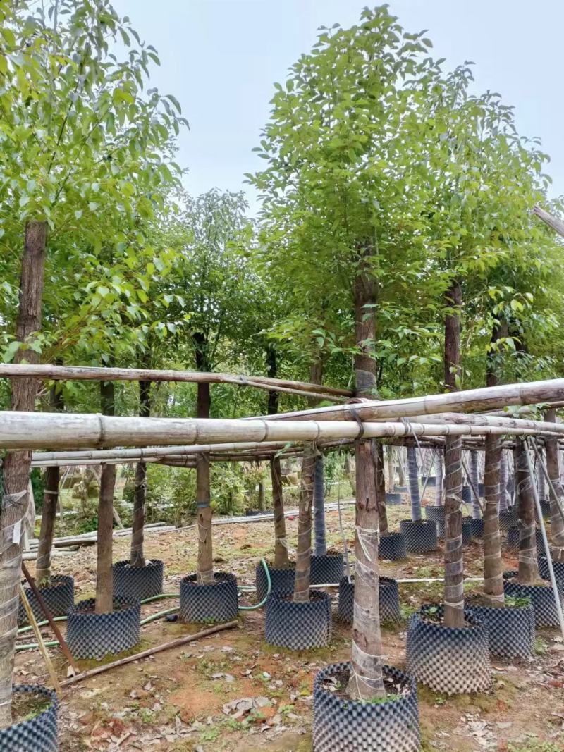 香樟12～20