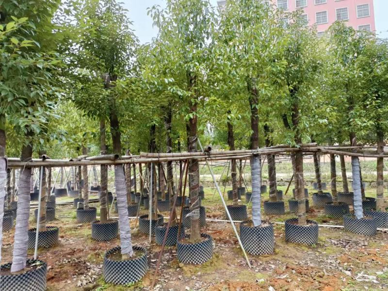 香樟12～20