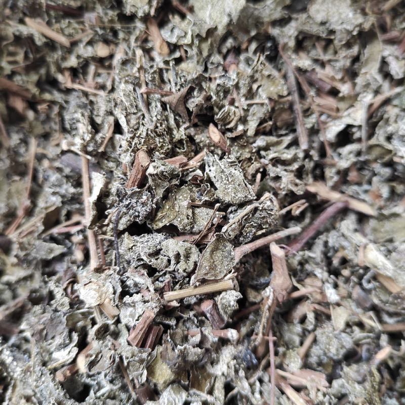 点滴园溪黄茶霉茶藤茶叶多梗少大量供货