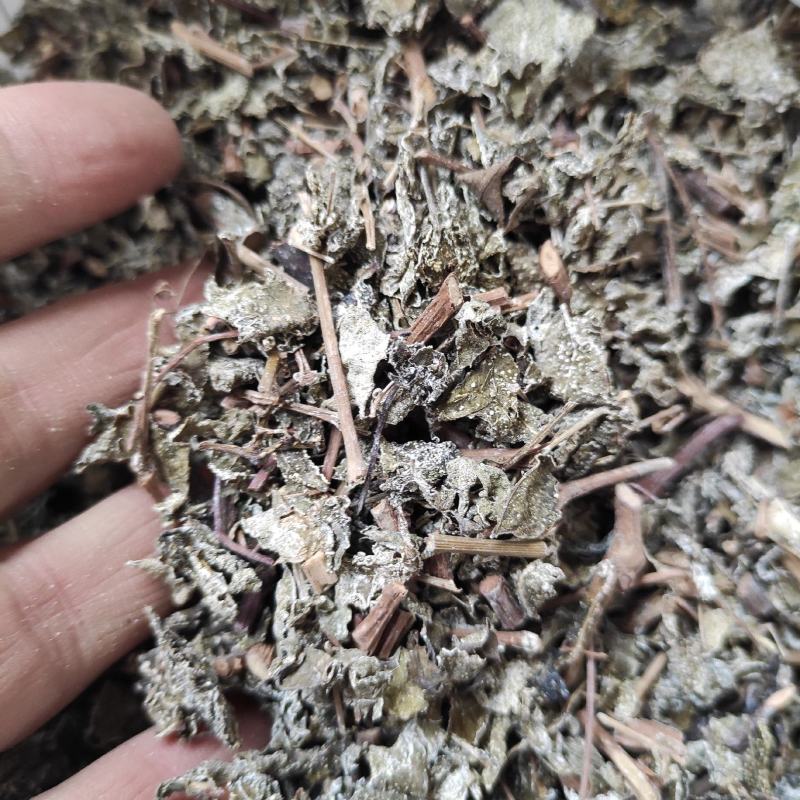 点滴园溪黄茶霉茶藤茶叶多梗少大量供货