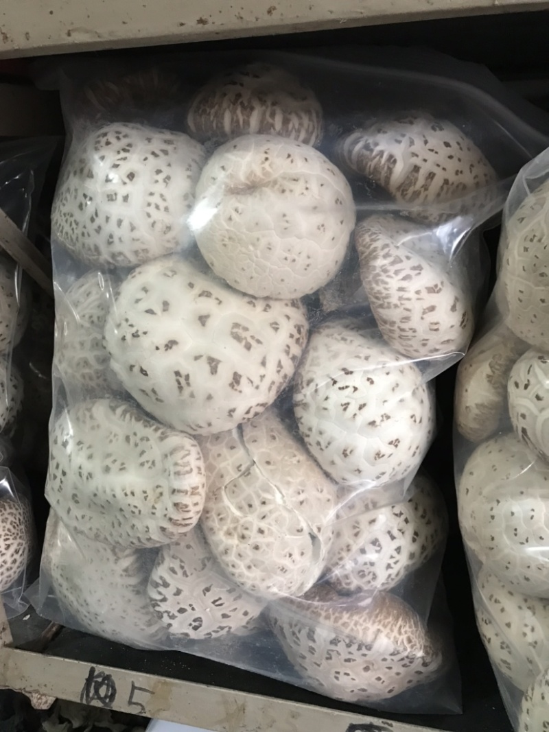 大花菇