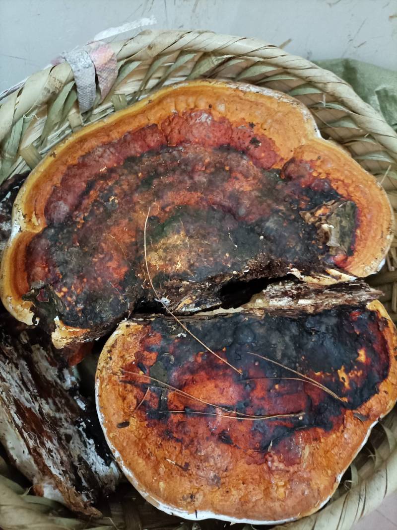 松树舌，松树灵芝生长在松树上产地直发一手货源欢迎选购