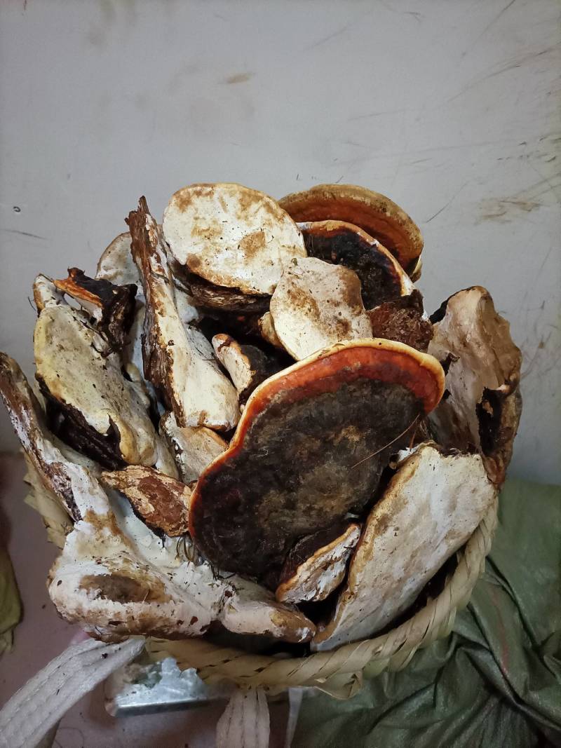 松树舌，松树灵芝生长在松树上产地直发一手货源欢迎选购