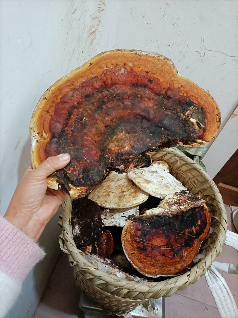 松树舌，松树灵芝生长在松树上产地直发一手货源欢迎选购