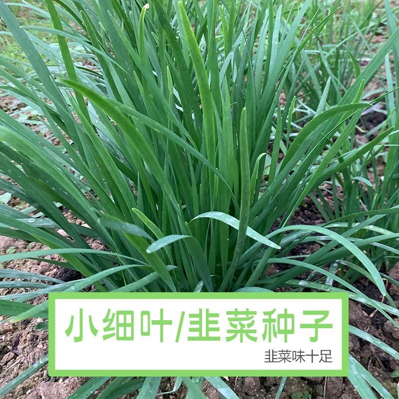 冬季不休眠雪韭根宽叶韭菜种籽四季青小香韭菜种子大韭菜种子