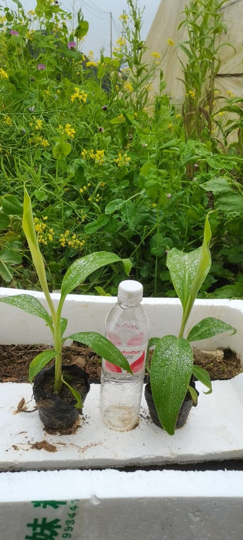基地批发香蕉苗，红蕉苗，紫蕉苗，苹果香蕉苗，巴西香蕉苗，