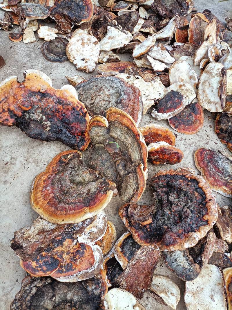 松树舌，松树灵芝生长在松树上产地直发一手货源欢迎选购