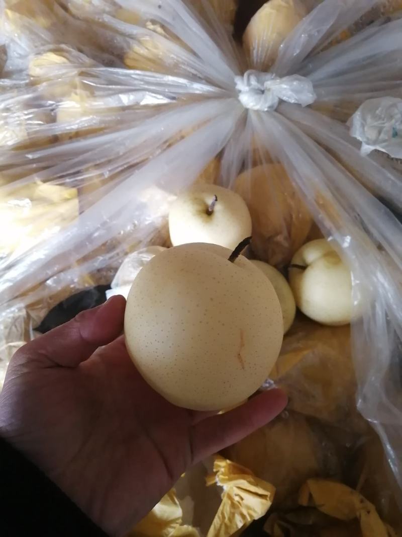 莱阳，华山，黄金，秋月，南水