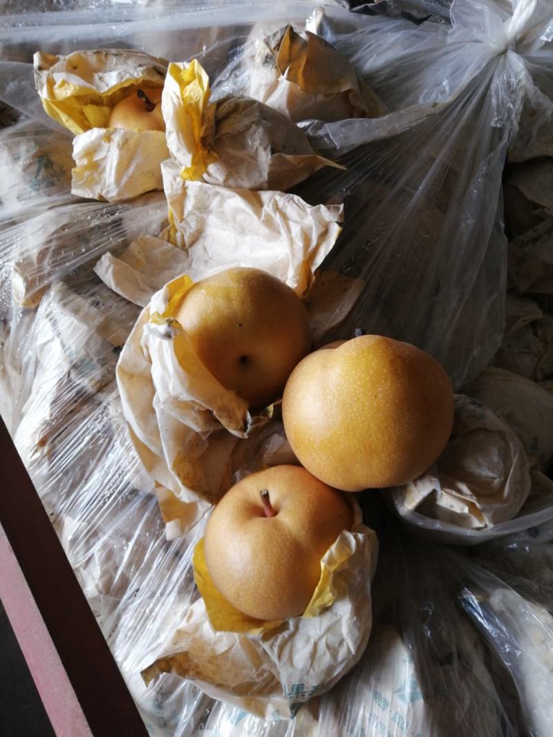 莱阳，华山，黄金，秋月，南水