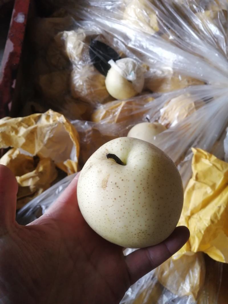 莱阳，华山，黄金，秋月，南水
