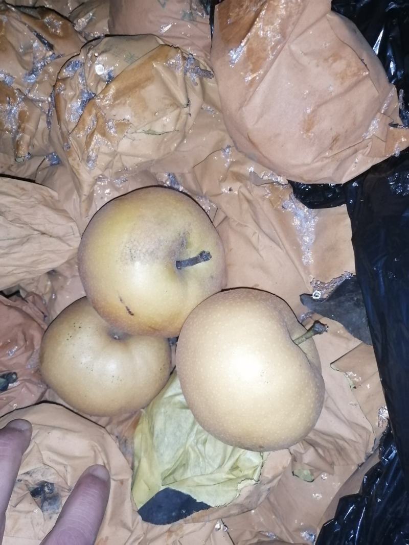 莱阳，华山，黄金，秋月，南水