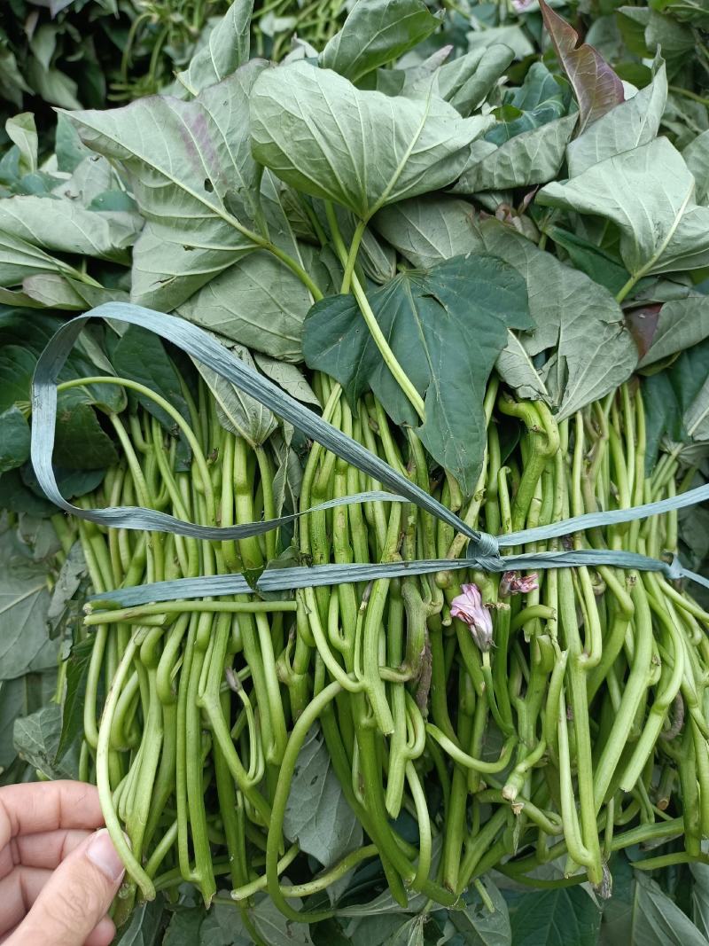 大量供应西瓜红红薯苗