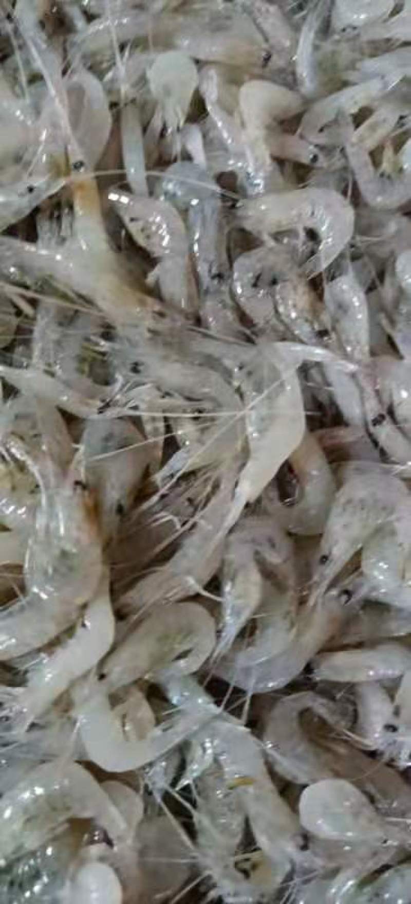 淡水小河虾一斤800粒适合油炸做虾饼一件代发专用