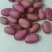 红刀豆，新货，量大从优