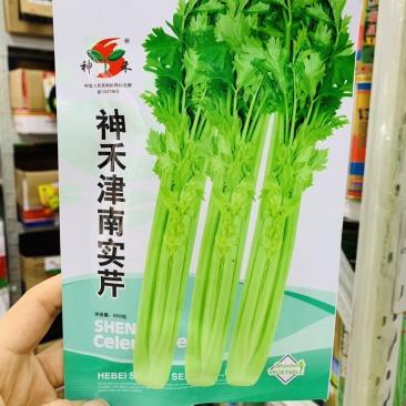 神禾津南实芹种子耐寒耐热纤维少芹菜种子南北方均可种植