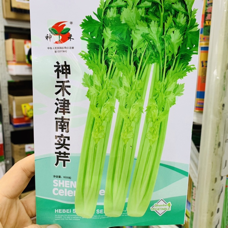 神禾津南实芹种子耐寒耐热纤维少芹菜种子南北方均可种植