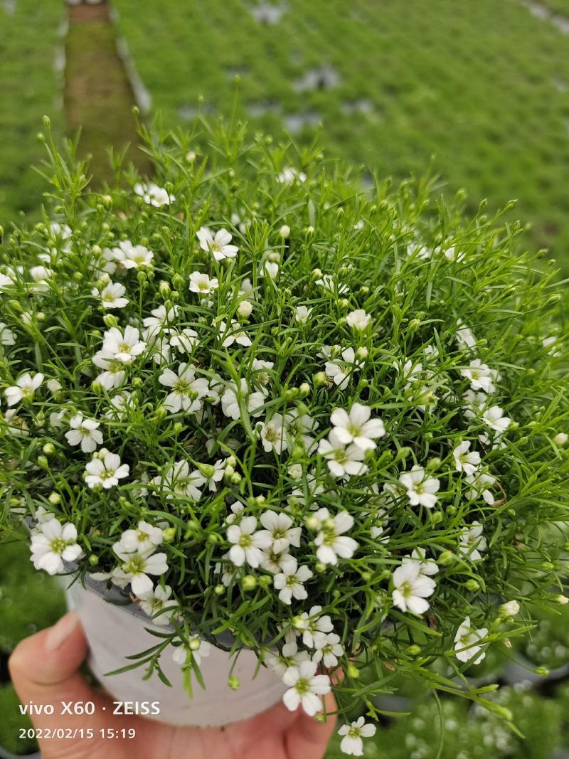 婚纱满天星货源充足基地大量供应欢迎选购