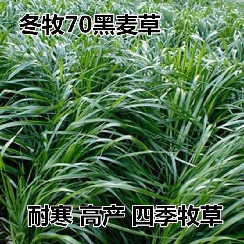 冬牧70黑麦草种子耐寒高产牧草四季常青养殖猪羊牛鸡鸭鹅鱼