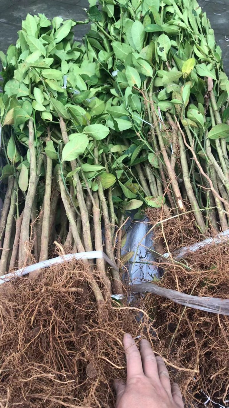 佛手苗川佛手种苗佛手柑苗佛手树苗优质佛手苗