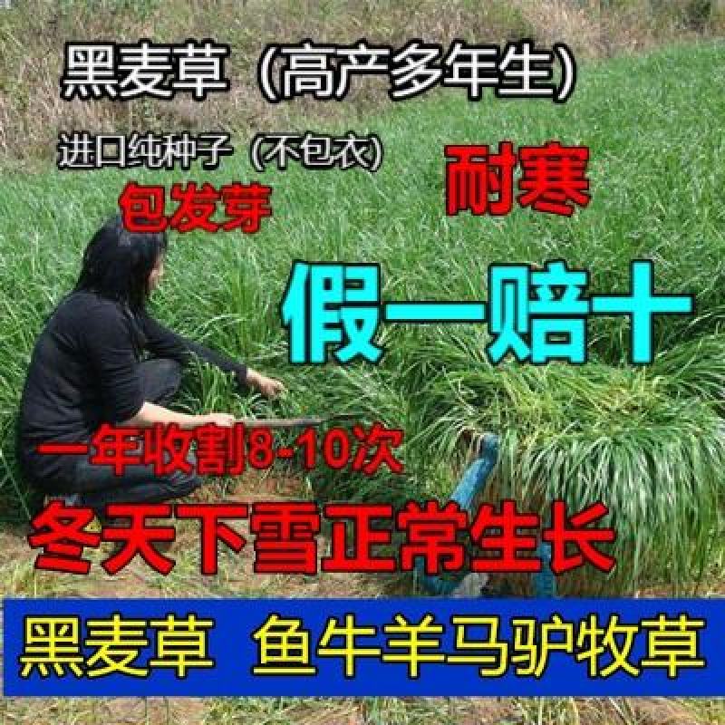 冬牧70黑麦草种子耐寒高产牧草四季常青养殖猪羊牛鸡鸭鹅鱼