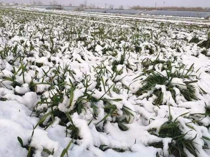 冬牧70黑麦草种子耐寒高产牧草四季常青养殖猪羊牛鸡鸭鹅鱼