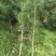 营养袋白皮松，白皮松容器苗，白皮松杯苗各种幼苗