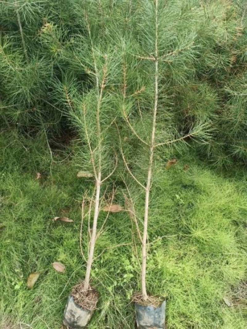 营养袋白皮松，白皮松容器苗，白皮松杯苗各种幼苗