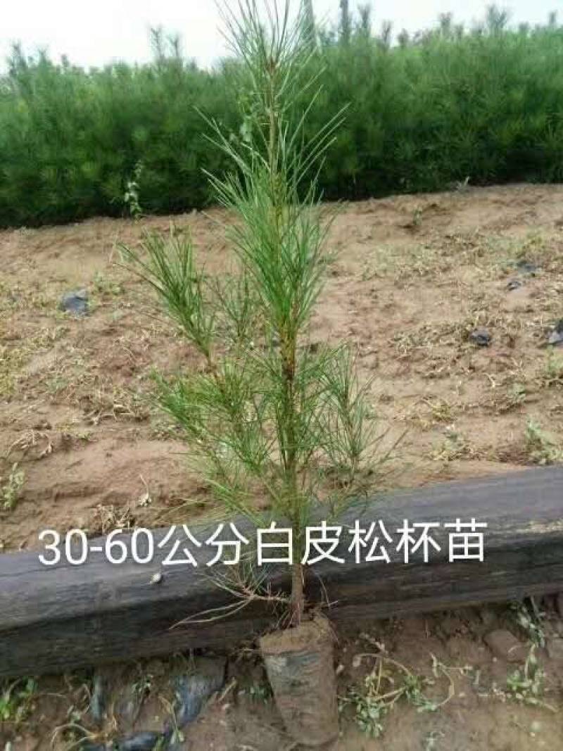 营养袋白皮松，白皮松容器苗，白皮松杯苗各种幼苗
