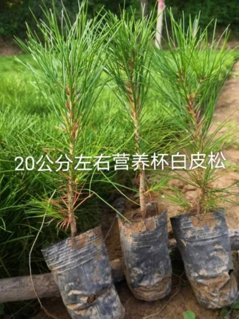 营养袋白皮松，白皮松容器苗，白皮松杯苗各种幼苗