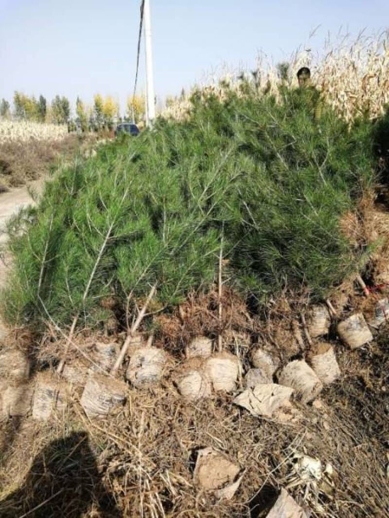 营养袋白皮松，白皮松容器苗，白皮松杯苗各种幼苗