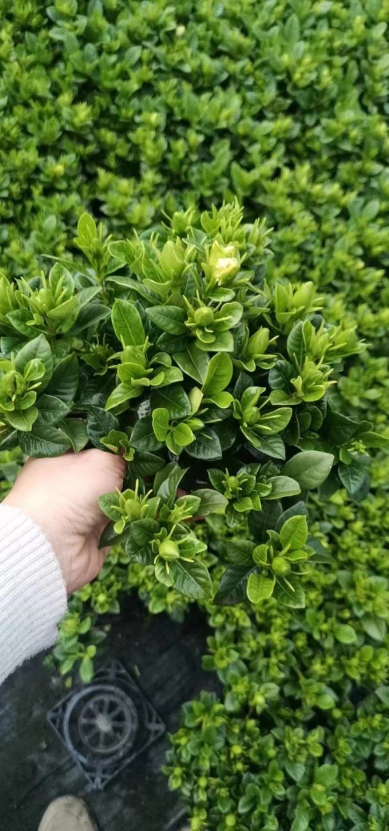 栀子花/大栀子花/小栀子花/四季栀子花苗/栀子/黄栀子