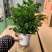 栀子花/大栀子花/小栀子花/四季栀子花苗/栀子/黄栀子