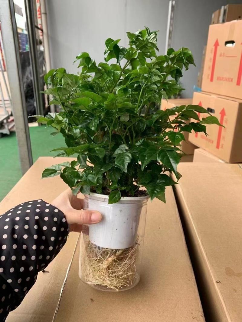 栀子花/大栀子花/小栀子花/四季栀子花苗/栀子/黄栀子