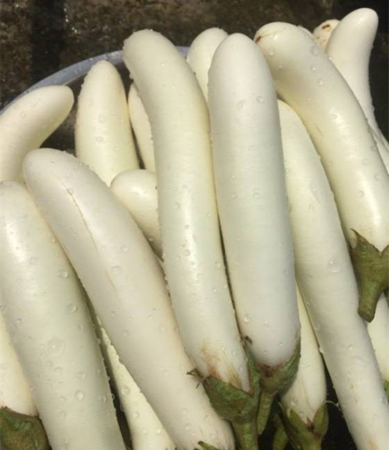 水果茄子种子白茄子种子白雪公主白长茄种子抗逆性佳洁白茄子