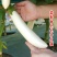 水果茄子种子白茄子种子白雪公主白长茄种子抗逆性佳洁白茄子