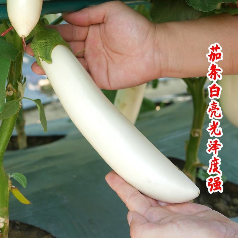 水果茄子种子白茄子种子白雪公主白长茄种子抗逆性佳洁白茄子
