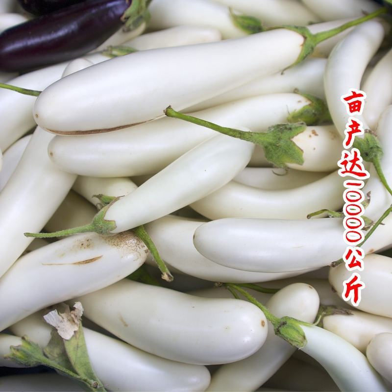 水果茄子种子白茄子种子白雪公主白长茄种子抗逆性佳洁白茄子
