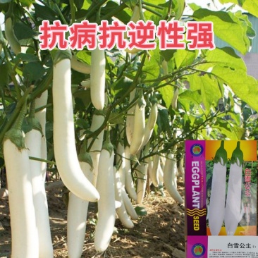 水果茄子种子白茄子种子白雪公主白长茄种子抗逆性佳洁白茄子