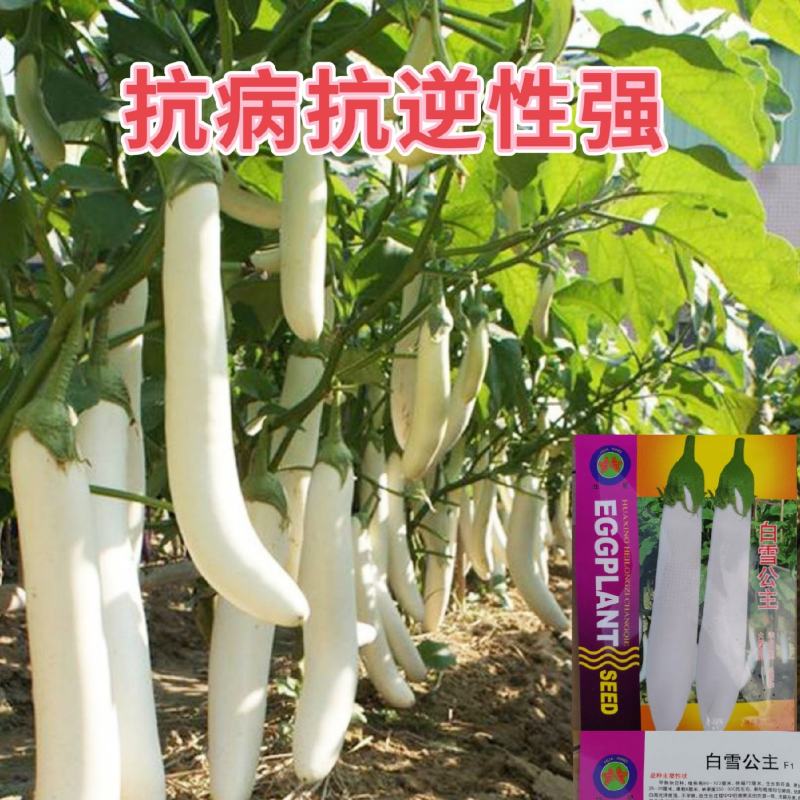 水果茄子种子白茄子种子白雪公主白长茄种子抗逆性佳洁白茄子