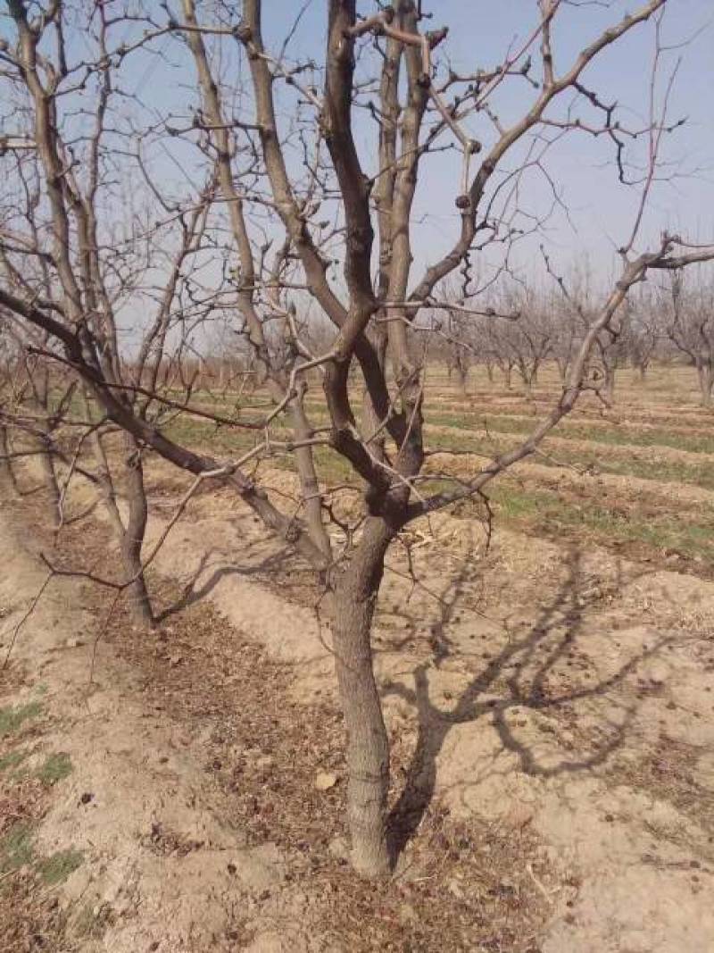 占地枣树，枣树10~12cm8~10cm