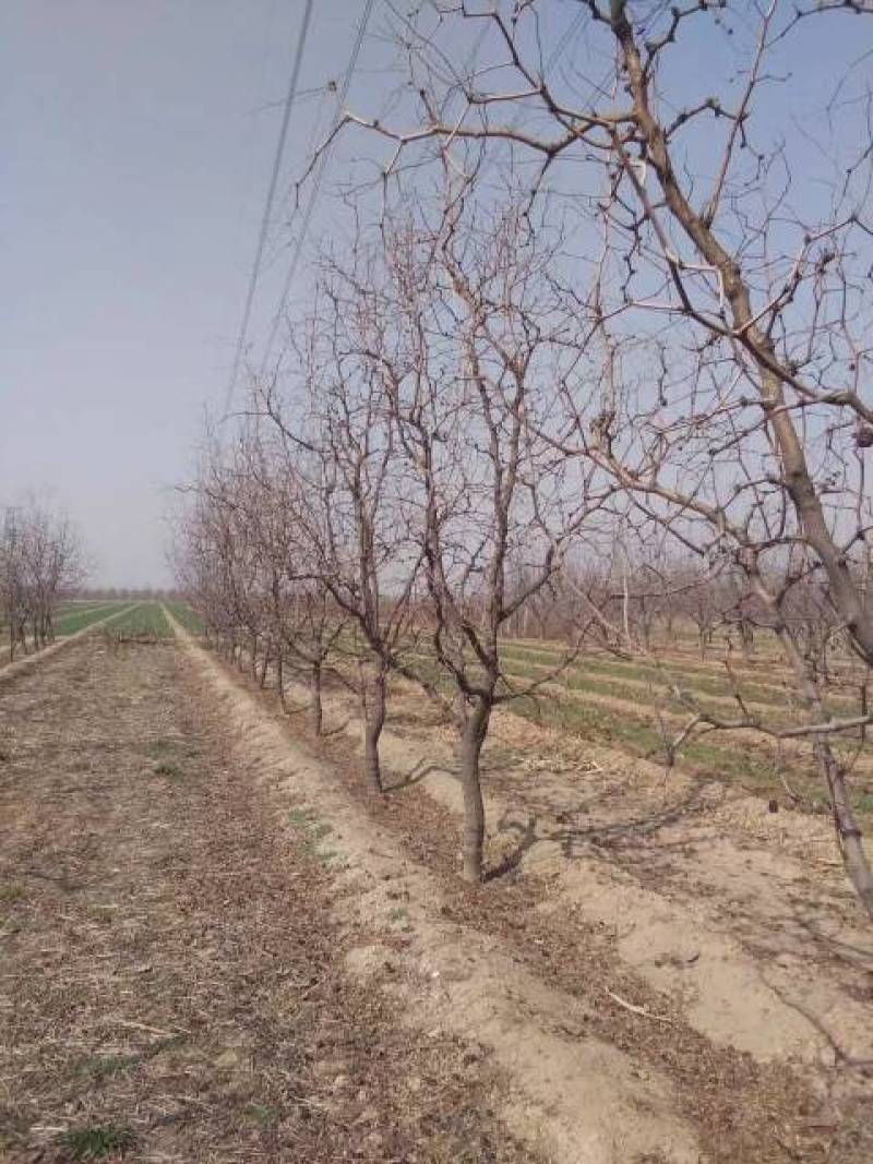 占地枣树，枣树10~12cm8~10cm
