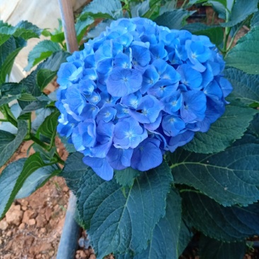 八仙花种苗昆明呈贡区斗南基地直销常年供应量大从优欢迎选