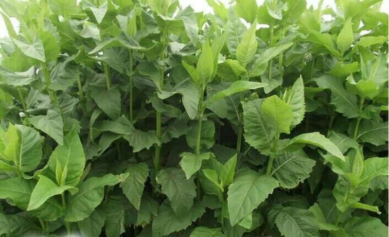 高产多年生串叶松香草牧草种子营养丰富适口性好耐寒耐热
