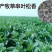 高产多年生串叶松香草牧草种子营养丰富适口性好耐寒耐热
