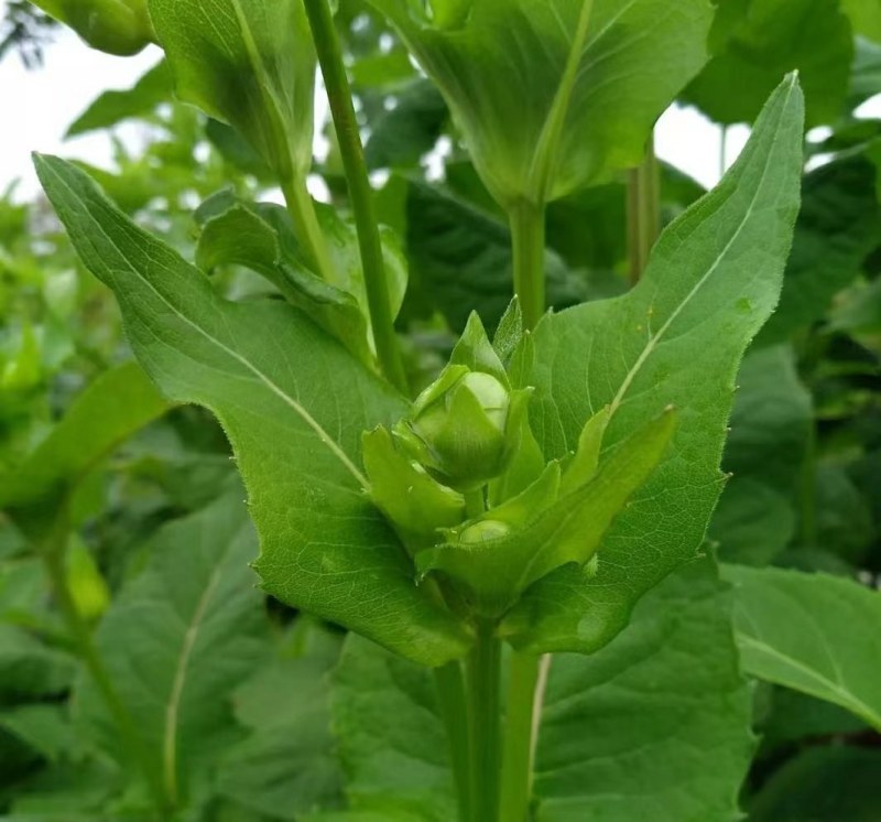 高产多年生串叶松香草牧草种子营养丰富适口性好耐寒耐热