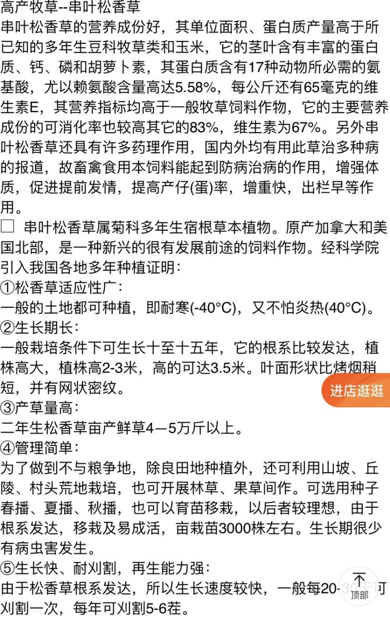 高产多年生串叶松香草牧草种子营养丰富适口性好耐寒耐热